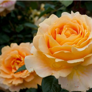 Rosa Cappuccino® - jaune - rosiers hybrides de thé
